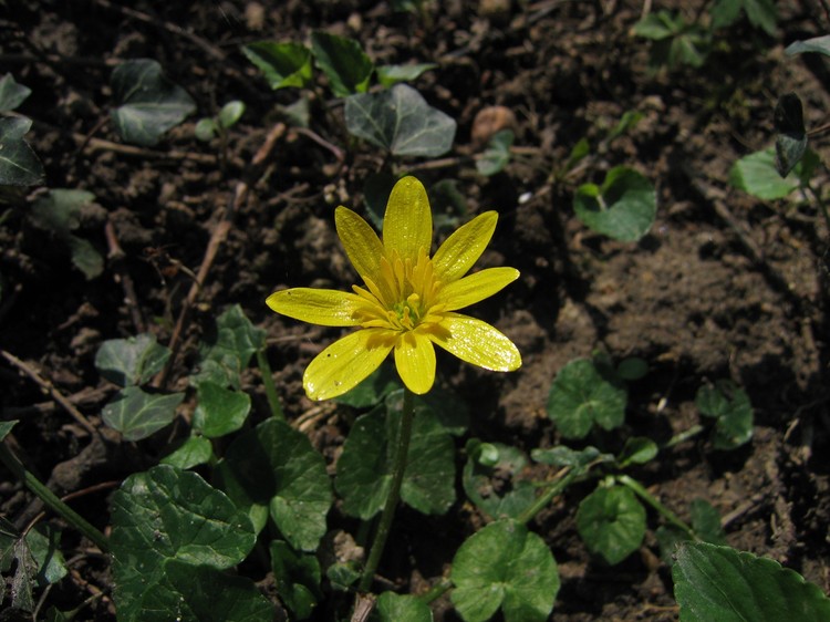 Ranunculus ficaria